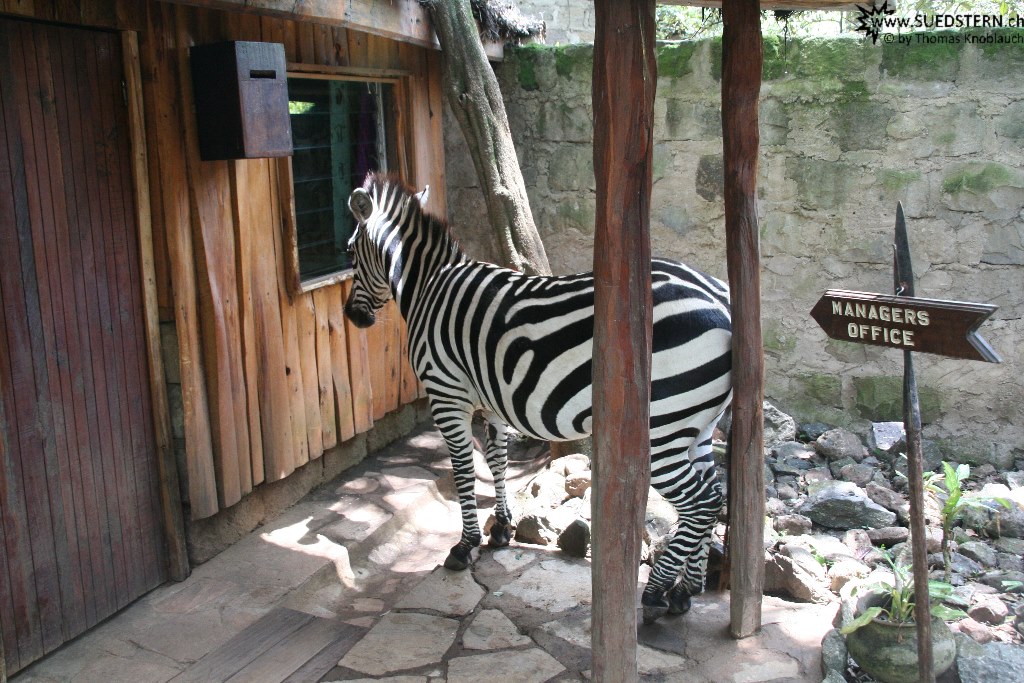 IMG 8146-Kenya, zebra Milia is complaining at manager's office in Mara Buffalo Camp, Masai Mara